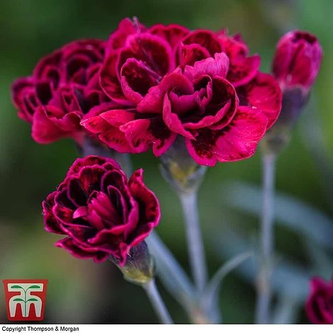 Dianthus 'Odessa Red' 5 Dianthus 'Odessa Red' - Image 3