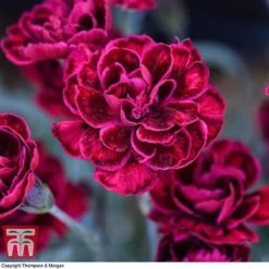 Dianthus 'Odessa Red' 13 Dianthus 'Odessa Red' -Plants Sale DIAN T80274 F