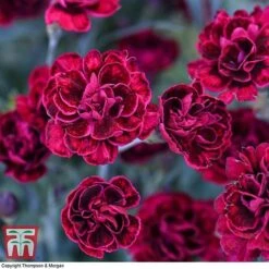 Dianthus 'Odessa Red' 14 Dianthus 'Odessa Red' -Plants Sale DIAN T80274 G