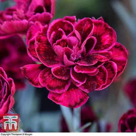 Dianthus 'Odessa Red' 3 Dianthus 'Odessa Red'
