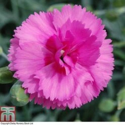 Dianthus 'Tickled Pink' -Plants Sale DIAN T80276 B