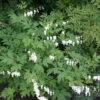 Dicentra Spectabilis 'Alba' 1 Dicentra Spectabilis 'Alba' -Plants Sale DICE T62209 A h