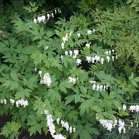 Dicentra Spectabilis 'Alba' 3 Dicentra Spectabilis 'Alba'