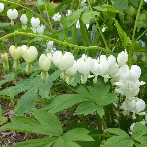 Dicentra Spectabilis 'Alba' 4 Dicentra Spectabilis 'Alba' - Image 2