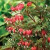 Dicentra Spectabilis 'Valentine' -Plants Sale DICE T62210 A h