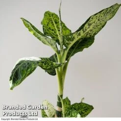 Dieffenbachia 'Reflector' 6 Dieffenbachia 'Reflector' -Plants Sale DIEF MACREFLEC T33672