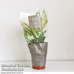 Dieffenbachia Seguine Sublime 7 Dieffenbachia Seguine Sublime -Plants Sale DIEF SUBLI17CM T39040