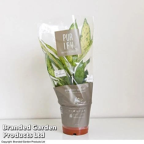 Dieffenbachia Seguine Sublime 5 Dieffenbachia Seguine Sublime - Image 3