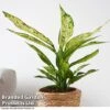 Dieffenbachia Seguine Sublime -Plants Sale DIEF SUBLIME T39043