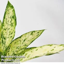 Dieffenbachia Seguine Sublime 6 Dieffenbachia Seguine Sublime -Plants Sale DIEF SUBLIME T39047