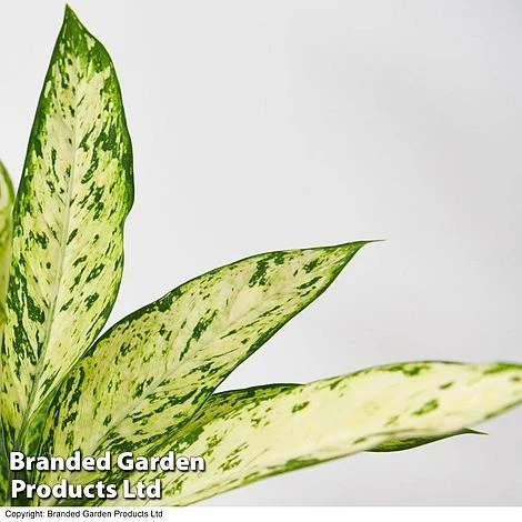 Dieffenbachia Seguine Sublime 4 Dieffenbachia Seguine Sublime - Image 2