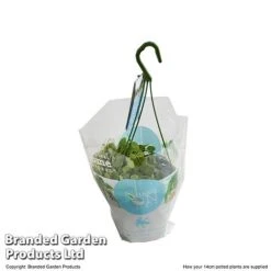 Dischidia Nummularia -Plants Sale DISC NUMMU14CM T48959