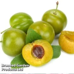 Gage 'Reine Claude Doree' -Plants Sale DOREE KC5373 A