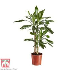 Dracaena Fragrans (House Plant) 13 Dracaena Fragrans (House Plant) -Plants Sale DRAC 2898 A1