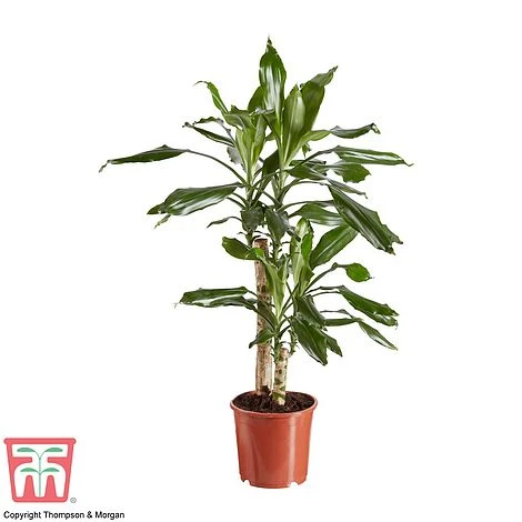 Dracaena Fragrans (House Plant) 8 Dracaena Fragrans (House Plant) - Image 6