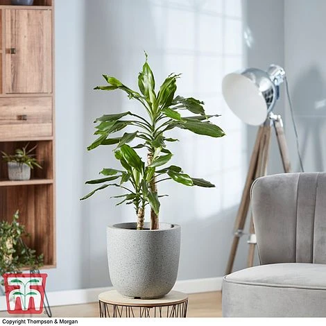 Dracaena Fragrans (House Plant) 4 Dracaena Fragrans (House Plant) - Image 2