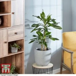 Dracaena Fragrans (House Plant)