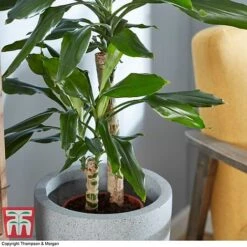 Dracaena Fragrans (House Plant) 10 Dracaena Fragrans (House Plant) -Plants Sale DRAC 2898 A4