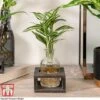 Dracaena Sanderiana 'Victory' In Bottle & Stand -Plants Sale DRAC KB3999 A