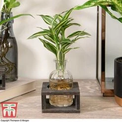 Dracaena Sanderiana 'Victory' In Bottle & Stand
