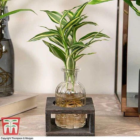 Dracaena Sanderiana 'Victory' In Bottle & Stand 7 Dracaena Sanderiana 'Victory' In Bottle & Stand - Image 5