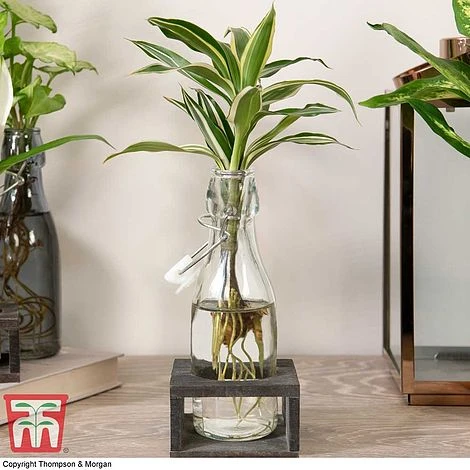 Dracaena Sanderiana 'Victory' In Bottle & Stand 8 Dracaena Sanderiana 'Victory' In Bottle & Stand - Image 6