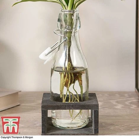Dracaena Sanderiana 'Victory' In Bottle & Stand 5 Dracaena Sanderiana 'Victory' In Bottle & Stand - Image 3