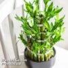 Dracaena Sanderiana 'Lucky Bamboo' -Plants Sale DRAC SANDERIAN W45406