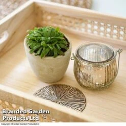 Plants Sale -Plants Sale DROS ALICIAE T41635