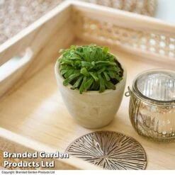 Drosera Aliciae -Plants Sale DROS ALICIAE T41636