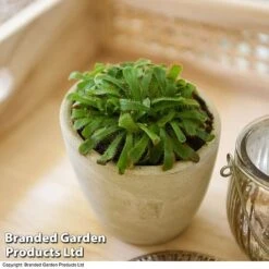 Drosera Aliciae -Plants Sale DROS ALICIAE T41637