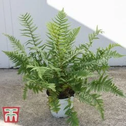 Dryopteris Affinis -Plants Sale DRYO TKA2908 A
