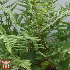 Dryopteris Affinis -Plants Sale DRYO TKA2908 B