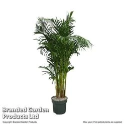 Dypsis Lutescens In Hydro Pot -Plants Sale DYPS LUTES27CM T506351