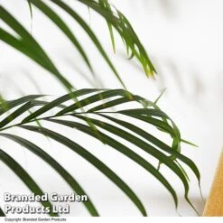 Dypsis Lutescens In Hydro Pot -Plants Sale DYPS LUTESCENS T50758