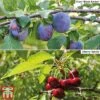 Cherry & Plum Duo (Mini Fruit Trees) -Plants Sale Duo8