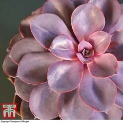 Echeveria 'Purple Pearl' - Shine Like A Pearl 8 Echeveria 'Purple Pearl' - Shine Like A Pearl -Plants Sale ECHE KB3784 C