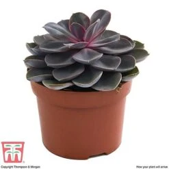 Echeveria 'Purple Pearl' - Shine Like A Pearl 9 Echeveria 'Purple Pearl' - Shine Like A Pearl -Plants Sale ECHE KB3784 D