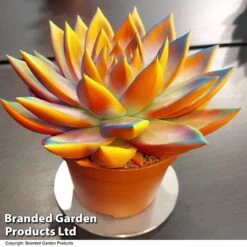 Echeveria 'Miranda Chameleon' -Plants Sale ECHE CHAMELEON T48348