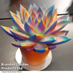 Echeveria 'Miranda Chameleon' -Plants Sale ECHE CHAMELEON T48351