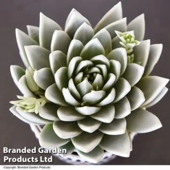 Echeveria 'Miranda Glow In The Dark' -Plants Sale ECHE GLOWDARK T49086