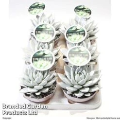 Echeveria 'Miranda Glow In The Dark' -Plants Sale ECHE MIRAN12CM S48425