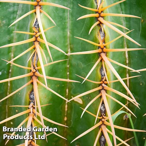 Echinocactus Grusonii 5 Echinocactus Grusonii - Image 3