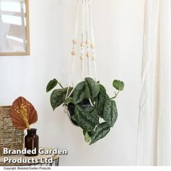 Epipremnum Mixed -Plants Sale EPIP MIXED T48069