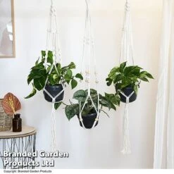 Epipremnum Mixed -Plants Sale EPIP MIXED T48072