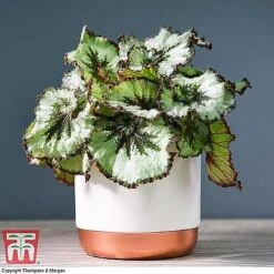 Begonia Rex Trio - Gift -Plants Sale ESCA WKB4887 A11
