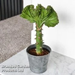 Euphorbia Lactea 'Cristata' -Plants Sale EUPH LACTE10CM D