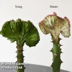 Euphorbia Lactea 'Cristata' -Plants Sale EUPH LACTE10CM E