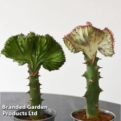 Euphorbia Lactea 'Cristata' -Plants Sale EUPH LACTE10CM F