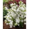 Exochorda X Macrantha 'Niagara' -Plants Sale EXOC T67928 A h